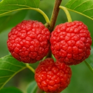 꾸지뽕 열매 먹는법