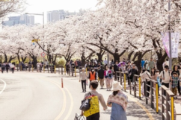 여의도 벚꽃축제, 윤중로, 화담숲 벚꽃축제