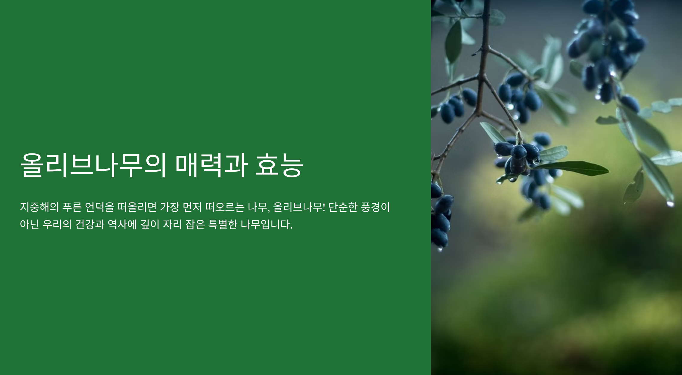 올리브나무