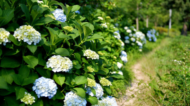 거제 수국 축제&amp;#44; 여름을 걷다 일정 총정리 
