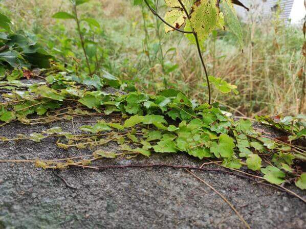 담쟁이가-있는-축축한-담벼락
