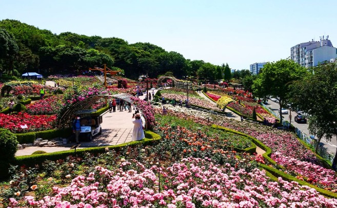 부천백만송이장미원