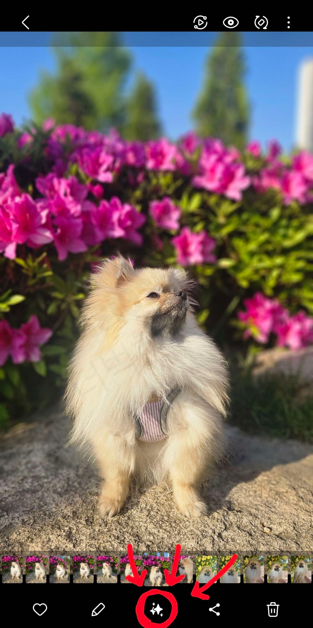 강아지 사진 편집 AI