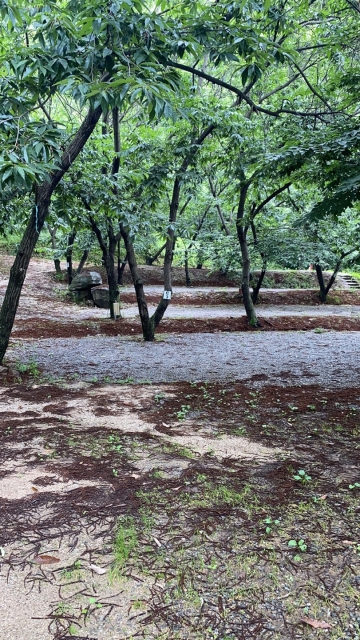 가평 : 밤나무숲 캠핑장 (애견동반가능)