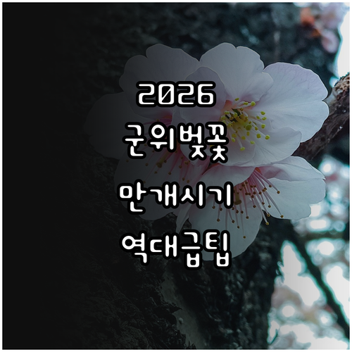 2026년 군위 벚꽃 만개 시기 예측..