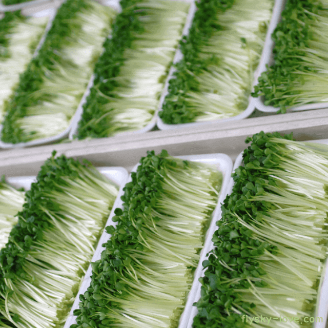 새싹 채소 무순