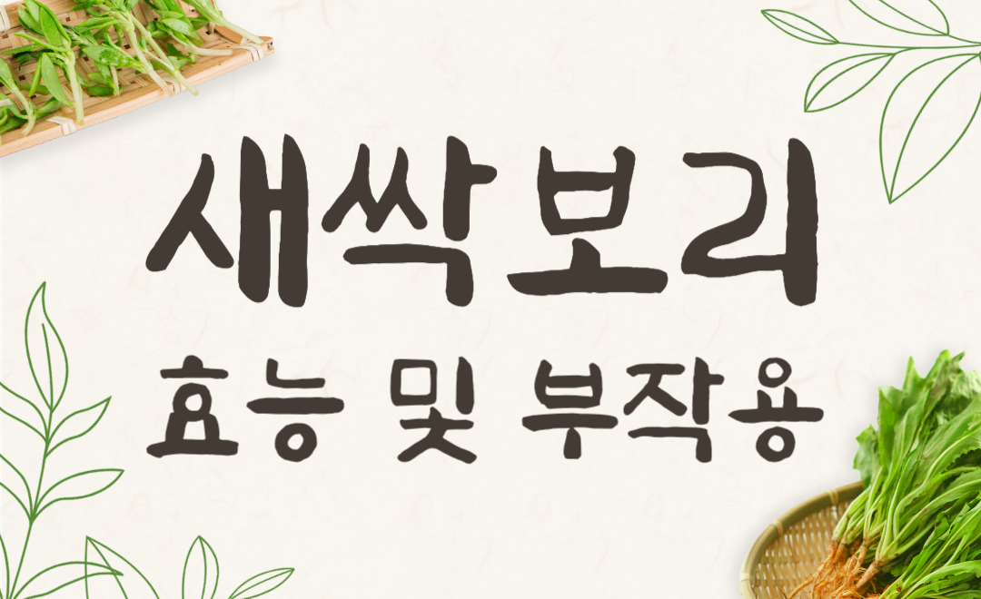 새싹보리 효능 부작용 솔직 후기! 다이어트에 좋은 이유는?