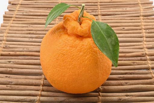 나무받침위의 한라봉