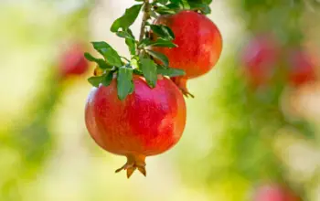 석류 효능 및 영양성분&amp;#44; 주의점