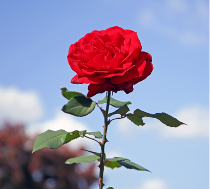 과천 서울대공원 장미원 관련 사진