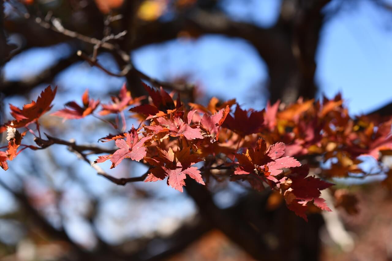 한라산 탐방 코스 완전 정리! 난이도별 추천 코스 비교 꿀팁