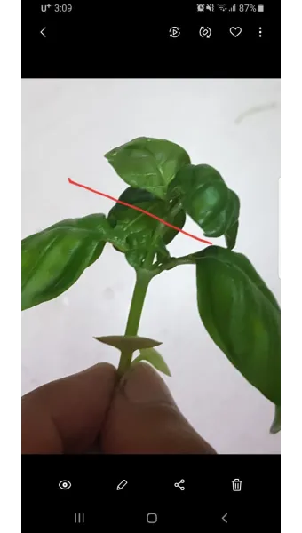 순지르기 기초 측지유도 키작게유지 공간효율 관리 팁_11