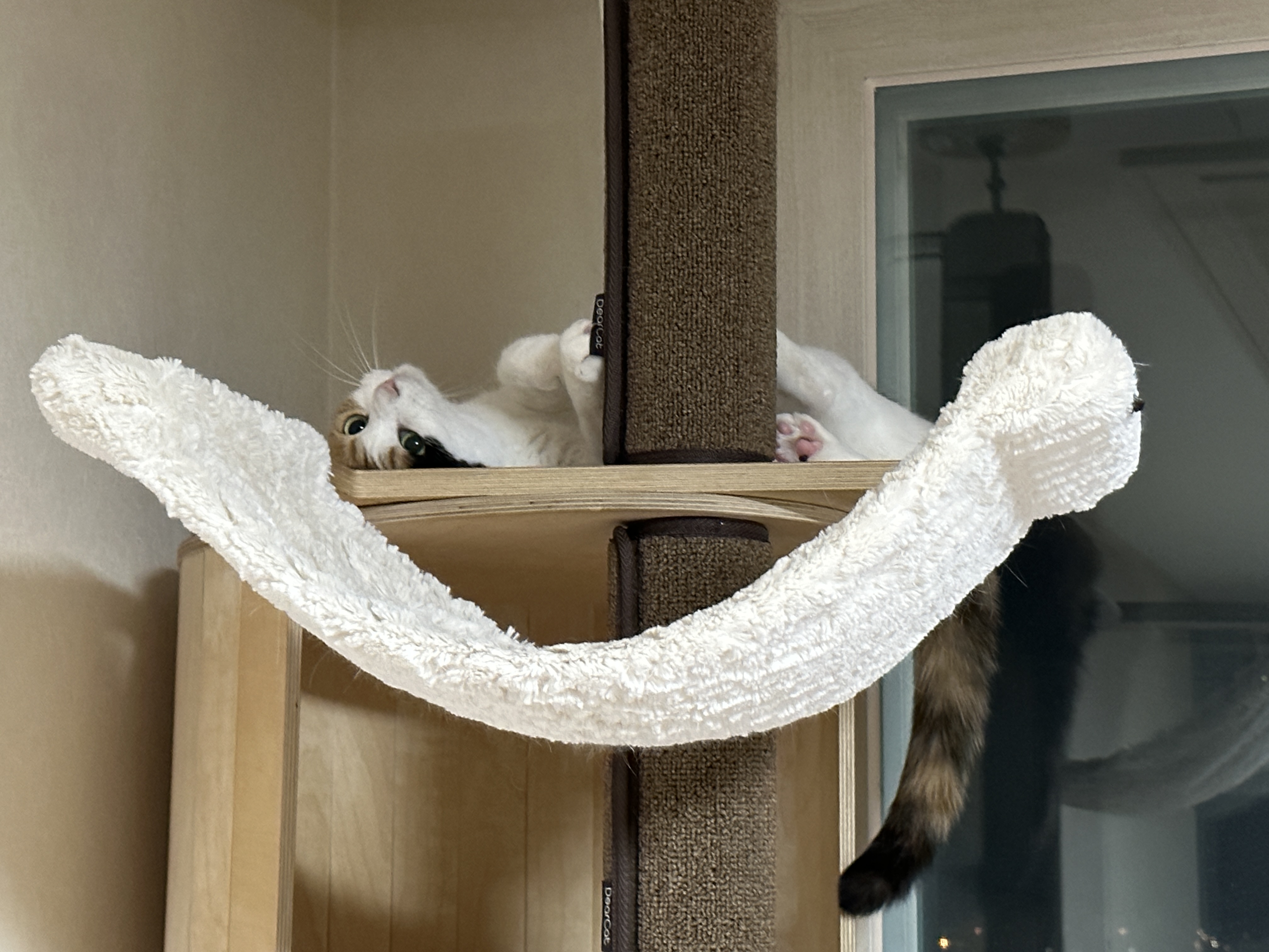 이른 새벽.. 요미에게 그분이 오셨다. (feat. 사차원 아기맹수와 호야)