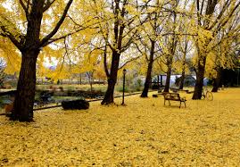 충남 은행나무 길