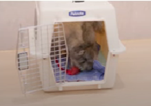 장난감 가지고 켄넬로 들어가는 강아지