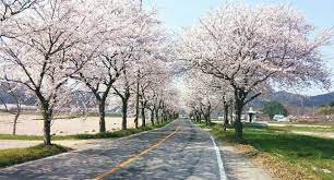 전라남도 백수해안도로 벚꽃 명소 베스트 5 벚꽃시기 만개시기 드라이브 코스