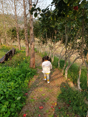 하동 쌍계사, 천년의 역사를 품은 고즈넉한 산사 여행