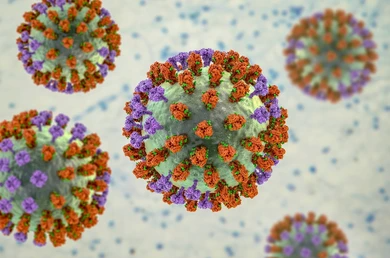 오르토믹소바이러스