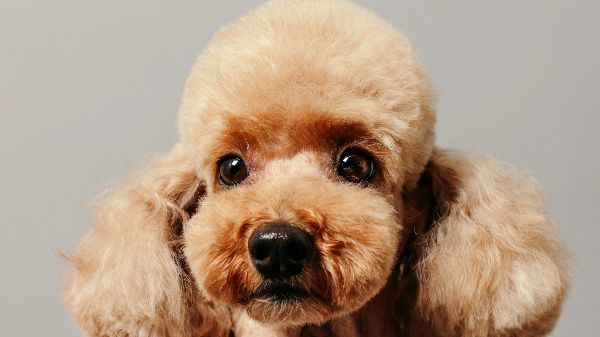 정면을 바라보고있는 푸들 강아지