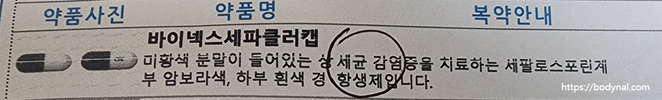 약봉투에 적혀있는 '바이넥스세파클러캡슐' 설명. 약사 선생님이 동그라미 표시를 해주며 어떤 약품인지 설명해 주었다.