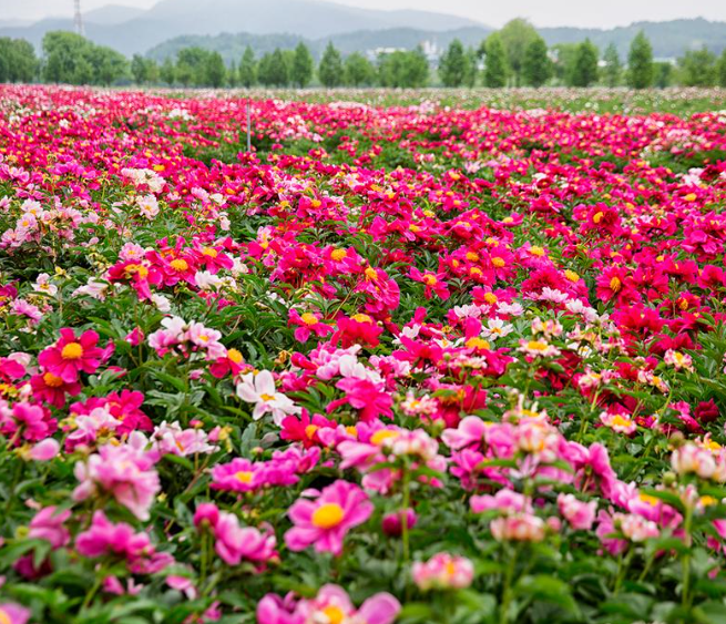 합천 작약 축제 
