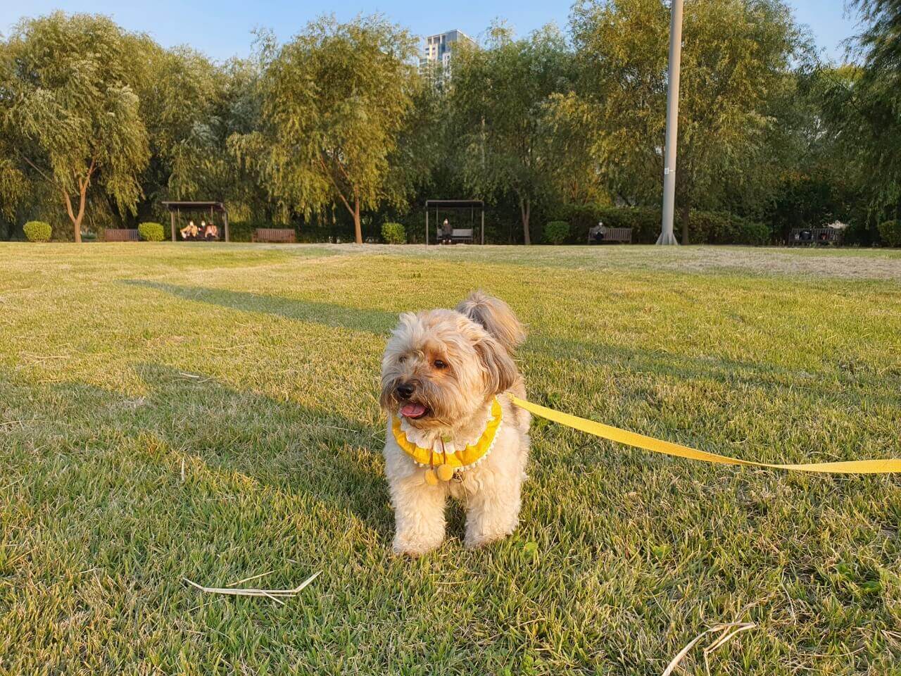 강아지 토리 사진1