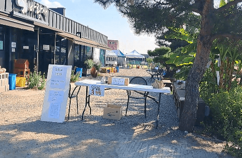 평택_바람새마을_핑크뮬리_명소