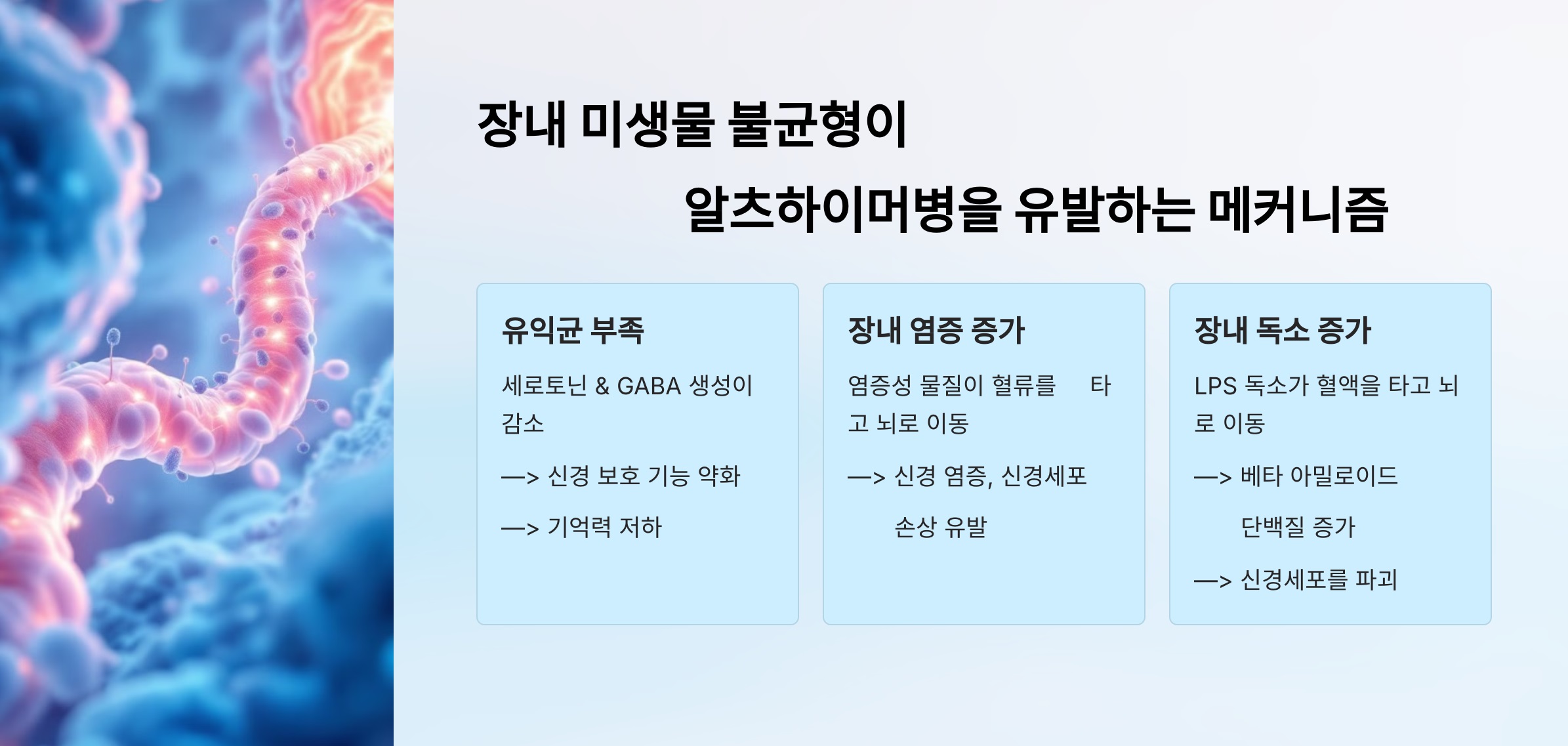 장내 염증과 독소 증가가 뇌세포 손상으로 이어지는 과정을 시각화한 그래픽