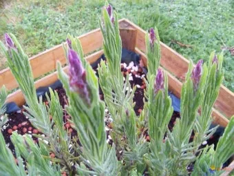 라벤더 재배 배수 확보 햇빛 관리 향 오래 유지_11