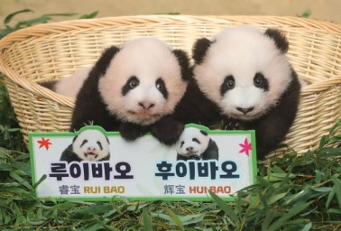 푸바오 교통카드