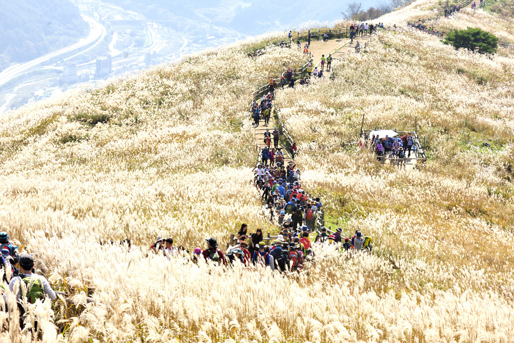 민둥산 억새꽃축제