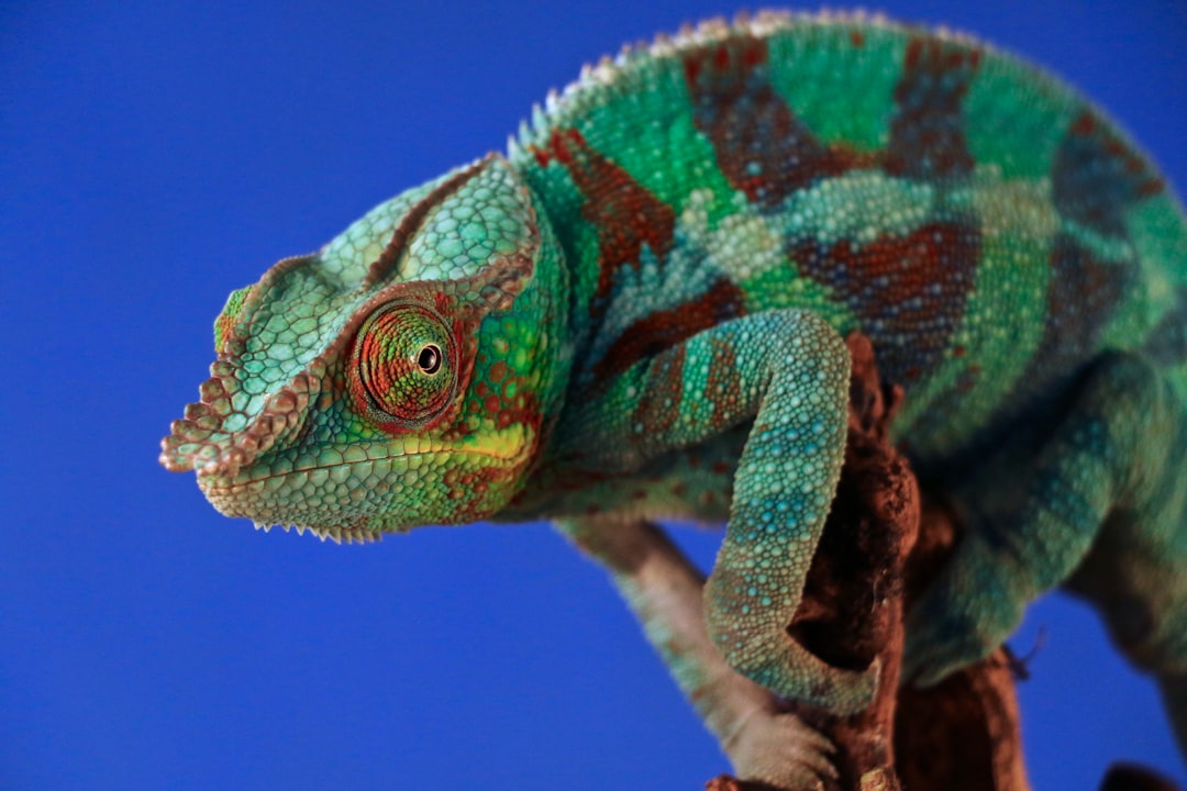 Chameleon