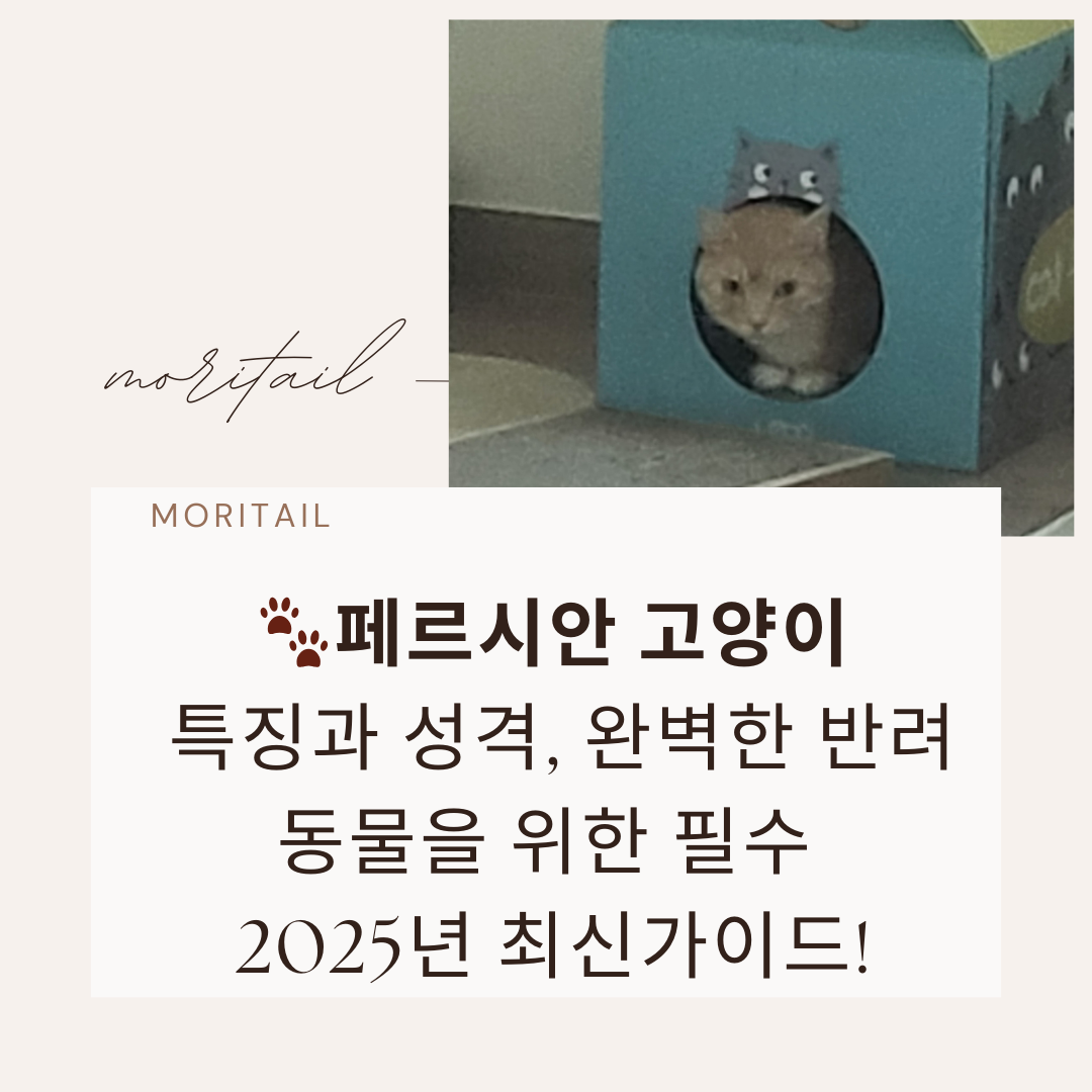 페르시안 고양이