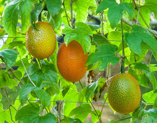 게욱,걱,걱효능,걱플루트,걱분말,GAC