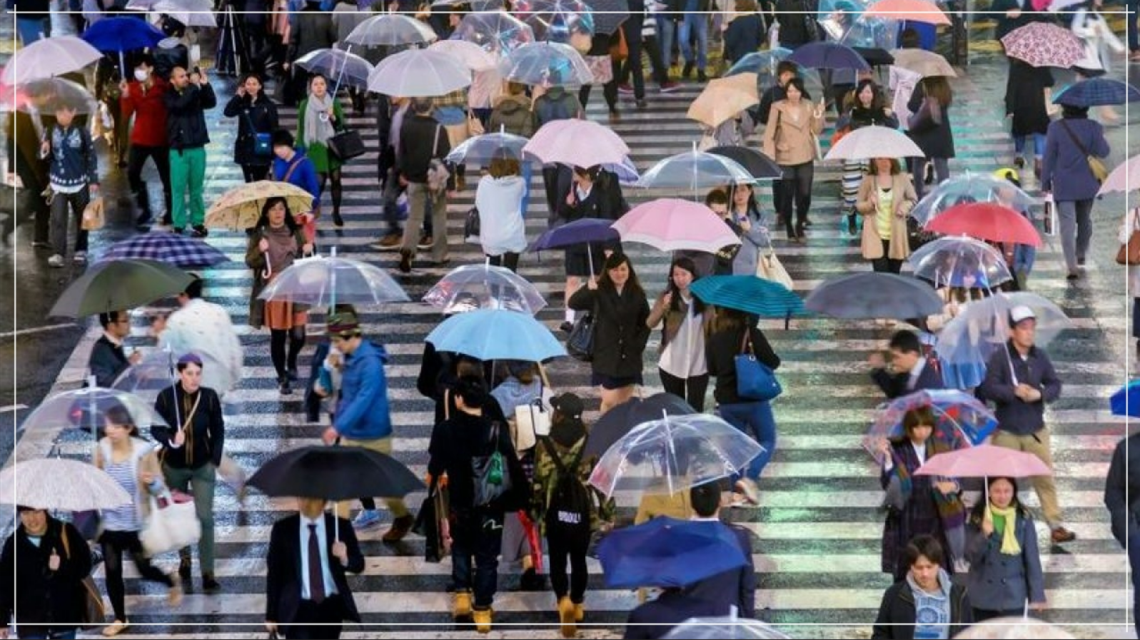 비가 내리는 횡단보도를 걷는 우산 쓴 사람들이 보인다.