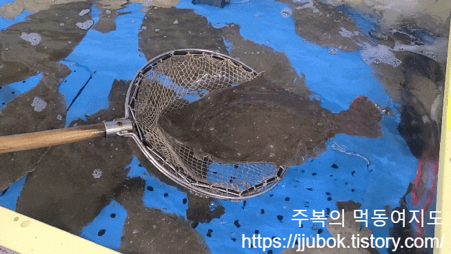 인천-작전동-싱싱활어-종합어시장-광어