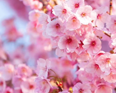 전국 실시간 벚꽃 개화현황 확인하기