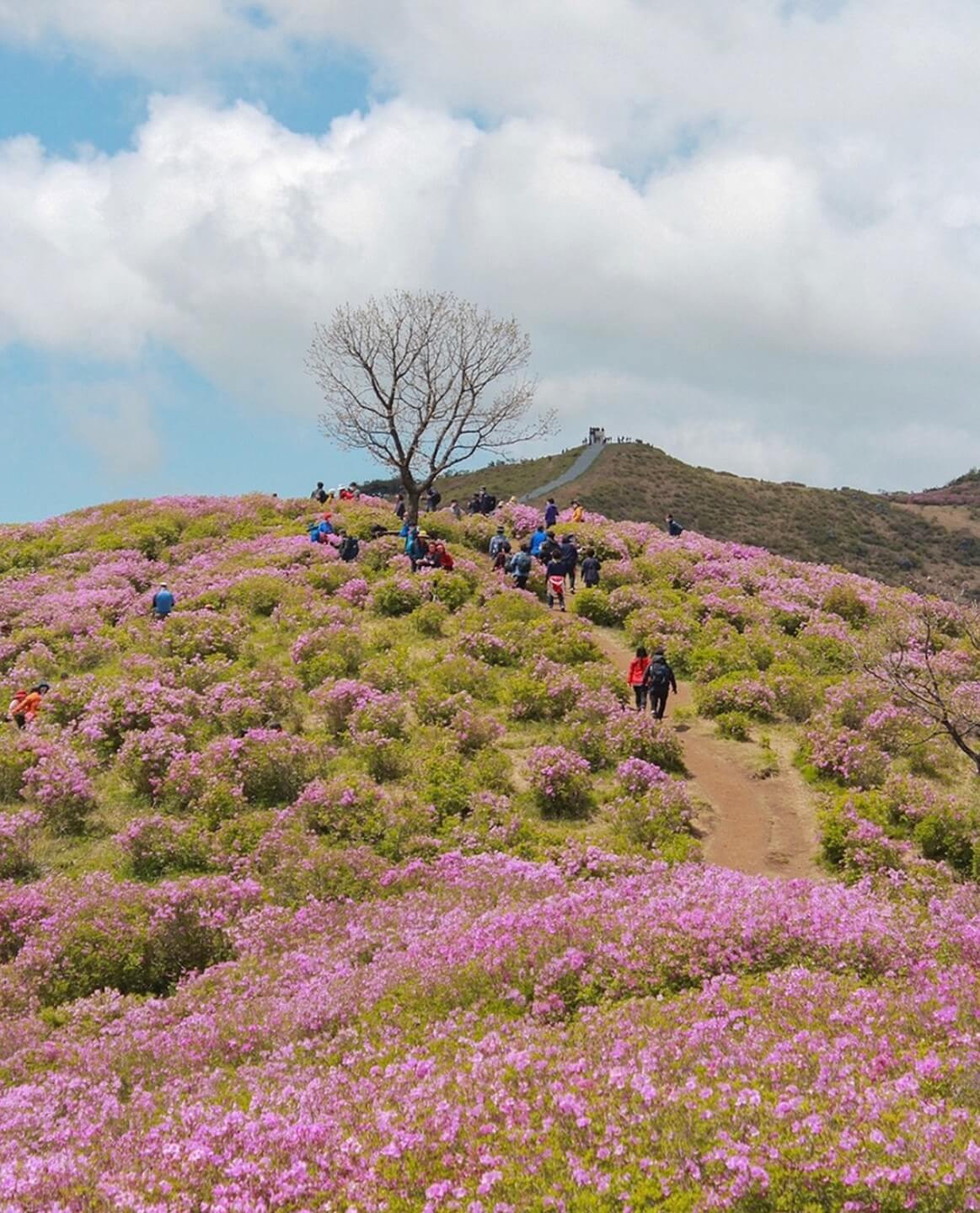 황매산 철쭉축제 기간
