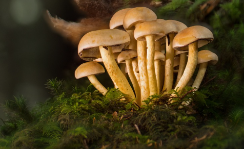 자연산 송이 버섯