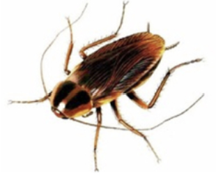 바퀴벌레 방역업체 가격