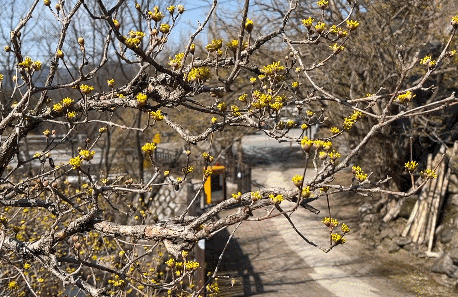 구례 산수유마을