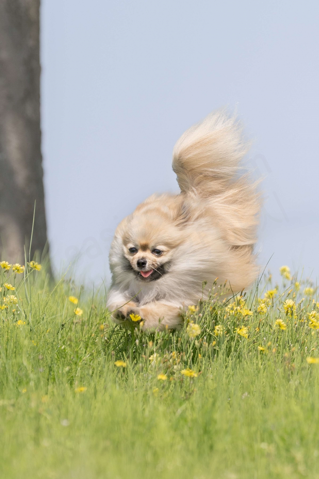 꼬리를 세우고 꽃 사이를 달리는 강아지