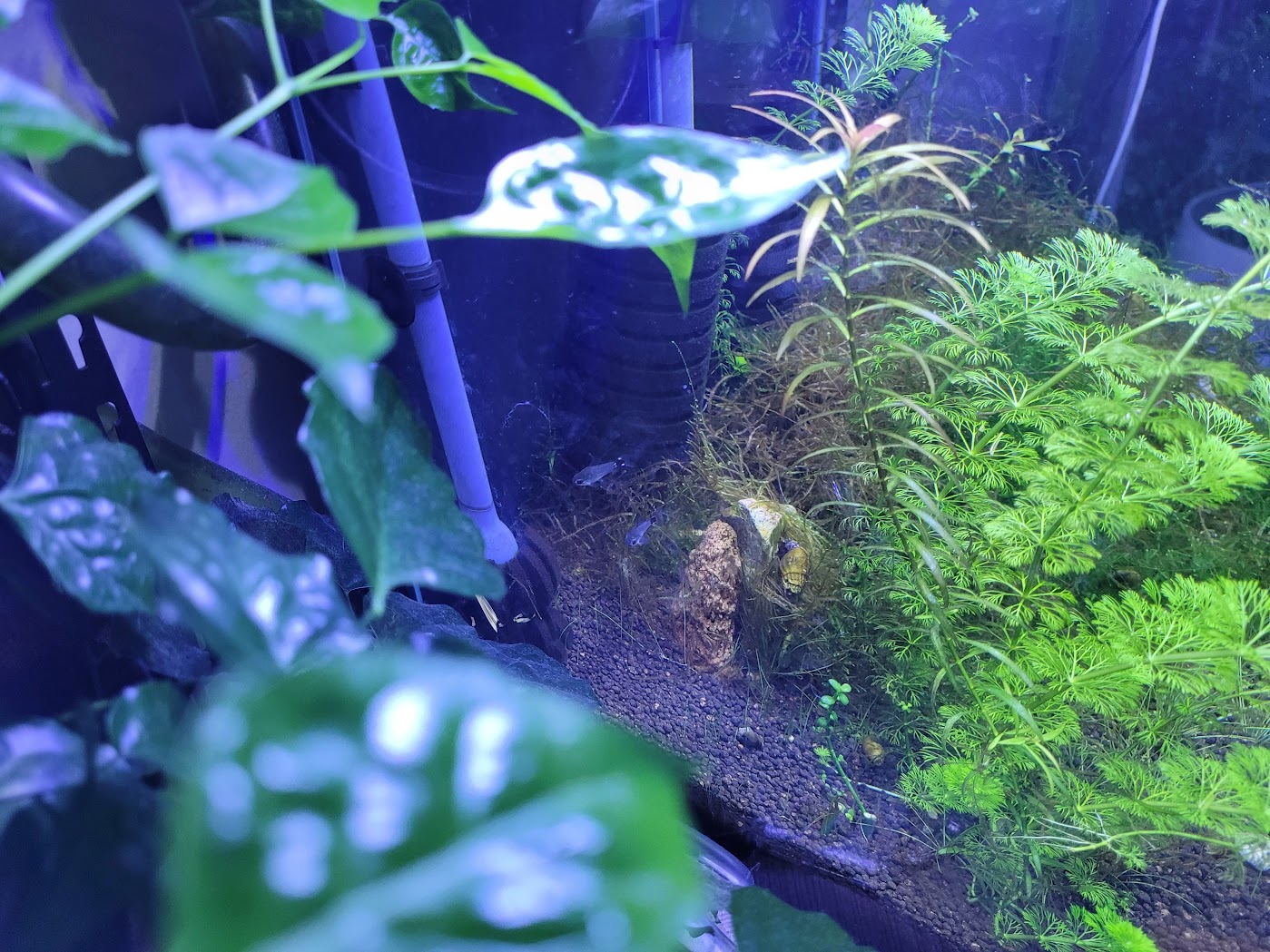 수초 뒤에 몸을 숨긴 하스타투스