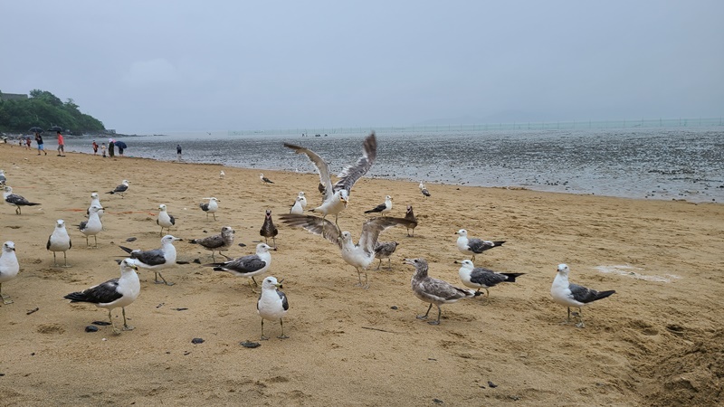 먹이-뺏어간-갈메기-무리