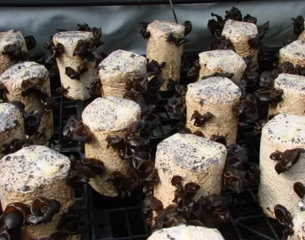 목이버섯 재배 원목 재배 수분 관리 위생 관리_2