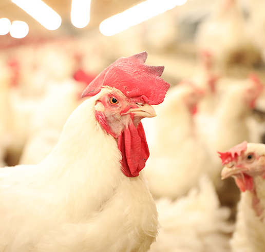 하림-주가-전망-배당금-HMM인수-알아보기