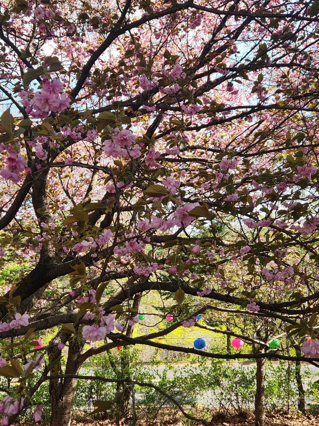 겹벚꽃4월15일자