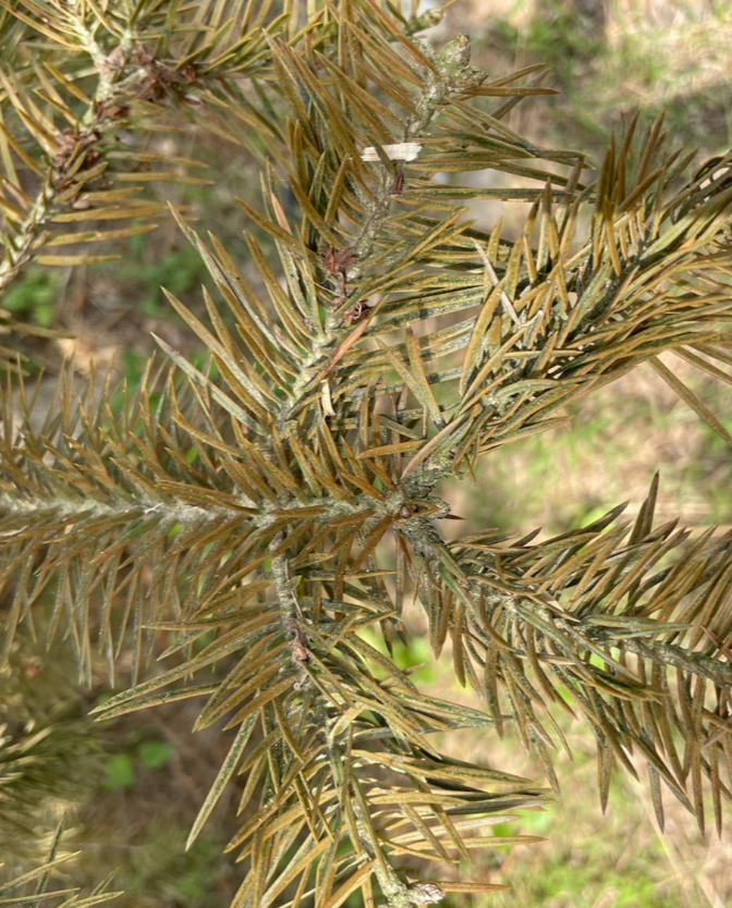 전나무잎응애 피해2