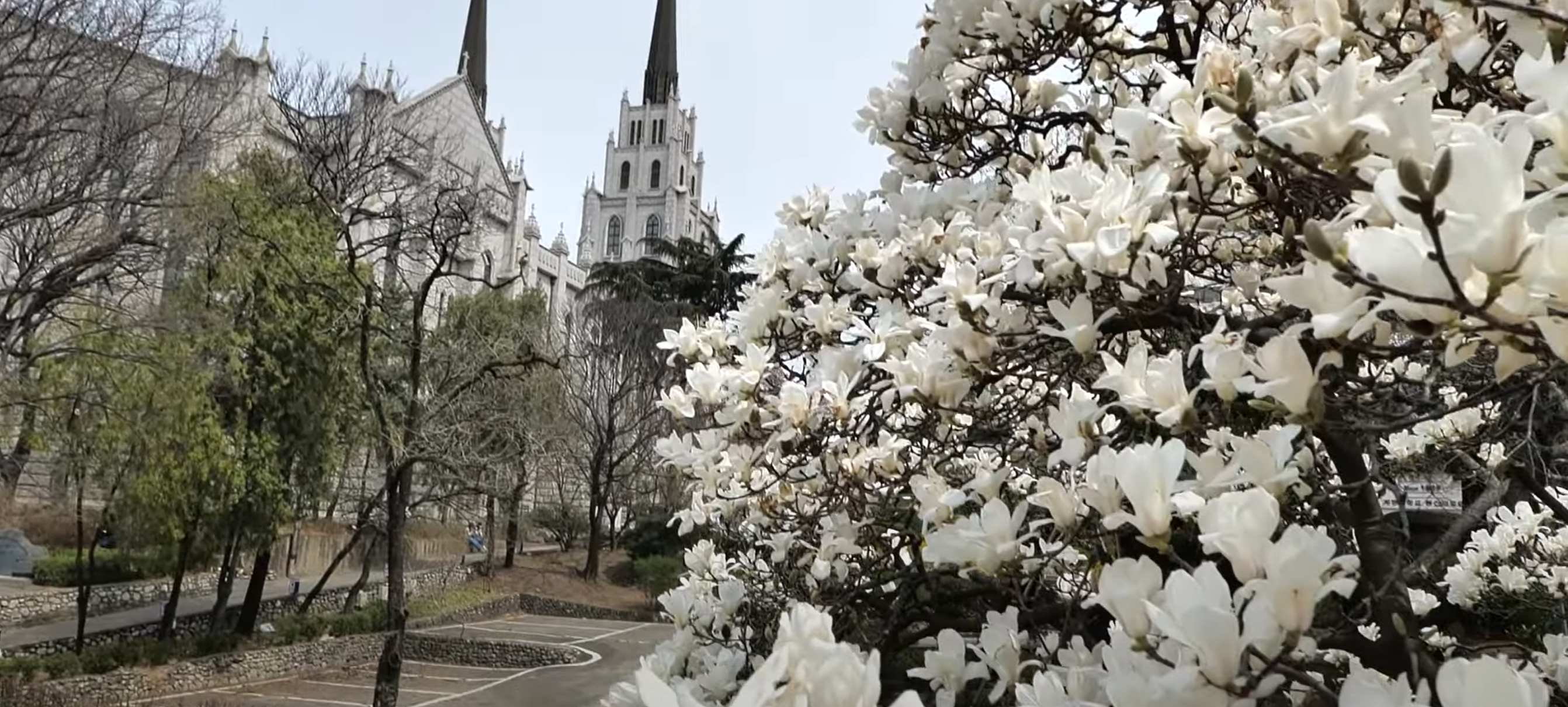 대구청라언덕 봄꽃축제