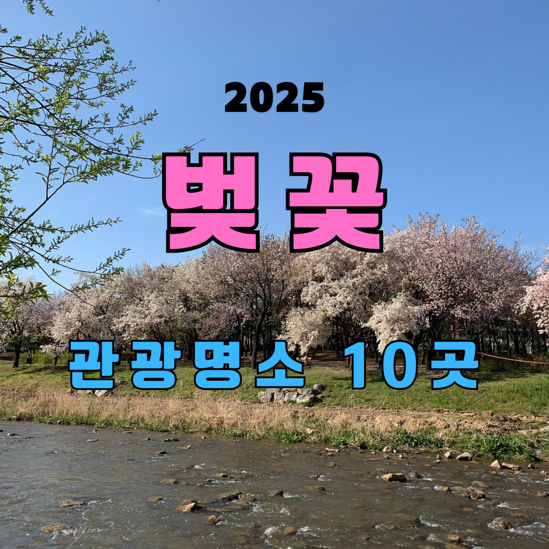 벚꽃 명소